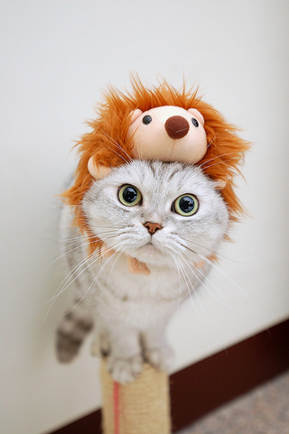 Illustration for article titled 10 Photos Of Animals With Stuffed Animals